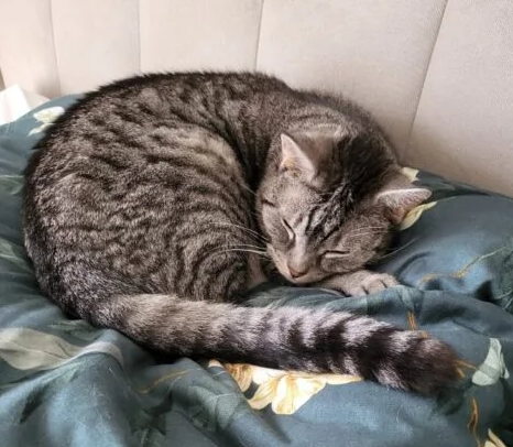 Zaginął kot Bourbon