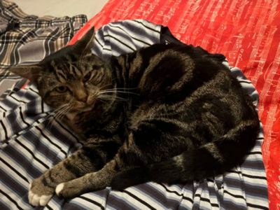 Zaginął nasz kochany kotek Pączek