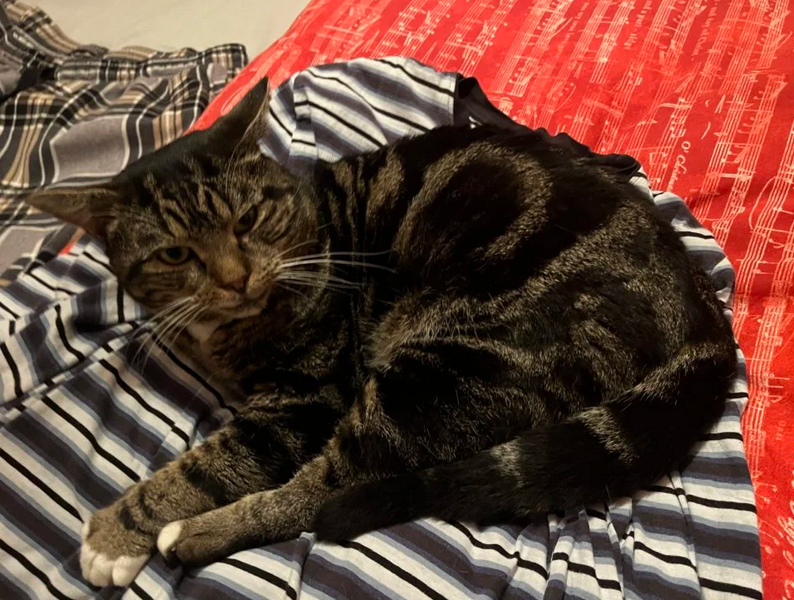 Zaginął nasz kochany kotek Pączek