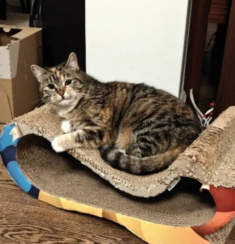 Zaginęła chora kotka!