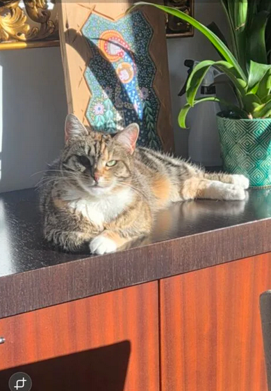 Zaginęła chora kotka!