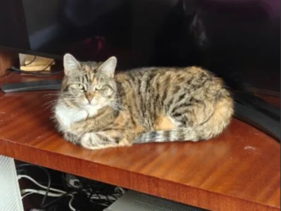 Zaginęła chora kotka!