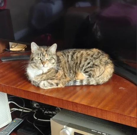 Zaginęła chora kotka!