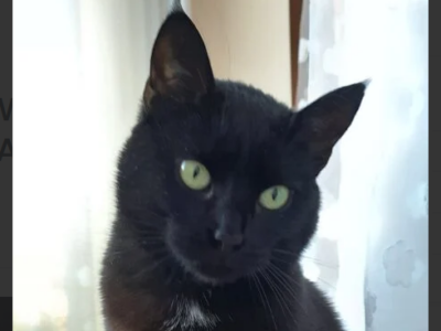 ZAGINĘŁA KOTKA W ŚWIĘTEJ KATARZYNIE WYSOKA NAGRODA !