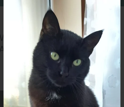 ZAGINĘŁA KOTKA W ŚWIĘTEJ KATARZYNIE WYSOKA NAGRODA !