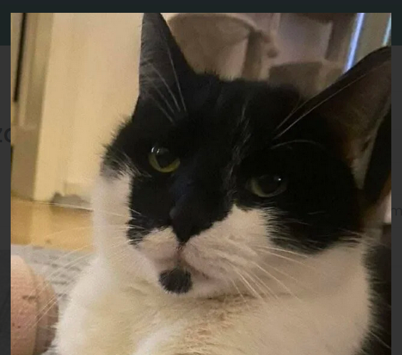 Zaginął kotek Szopen