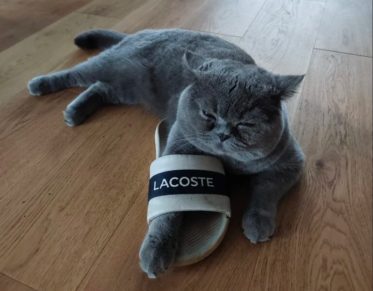 Zaginął kocur Michael