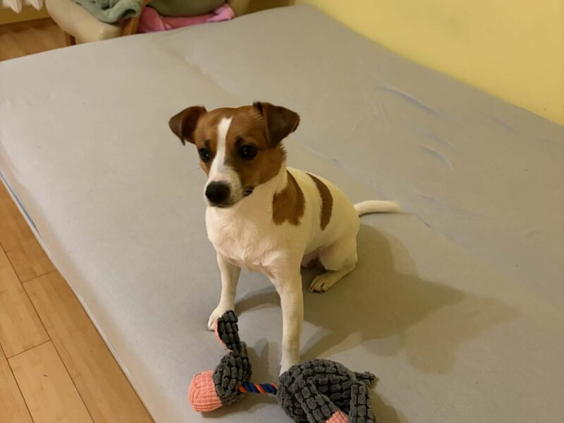 Zaginęła mała suczka Jack Russell