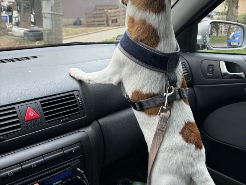 Zaginęła mała suczka Jack Russell