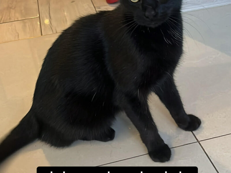 Zaginął kotek Wojtuś Chorzów