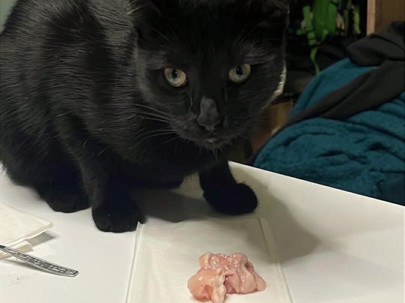 Zaginął kotek Wojtuś Chorzów