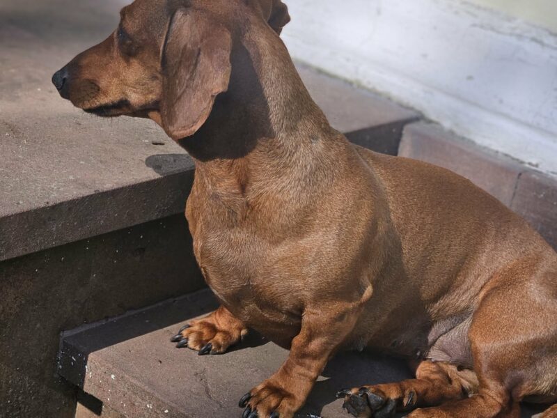 Zaginęła kilkuletnia Jamniczka