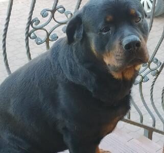 Zaginął Rottweiler ! Nagroda 5 000 PLN !