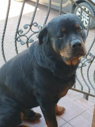 Zaginął Rottweiler ! Nagroda 5 000 PLN !