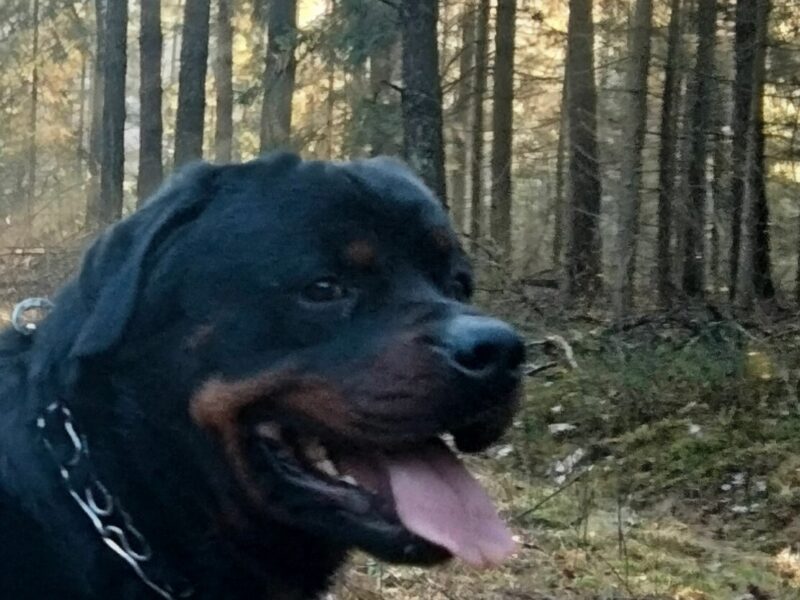 Zaginął Rottweiler ! Nagroda 5 000 PLN !