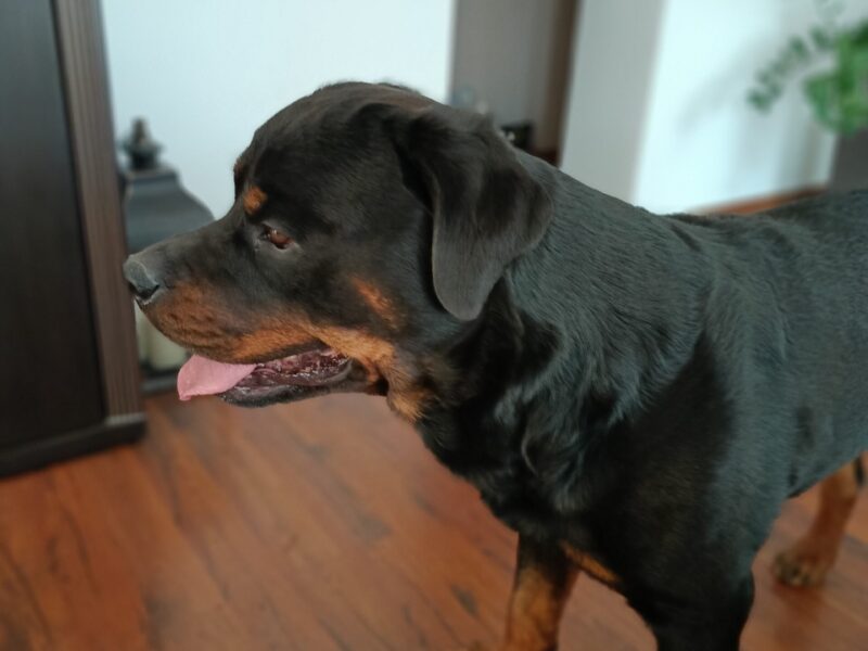 Zaginął Rottweiler ! Nagroda 5 000 PLN !
