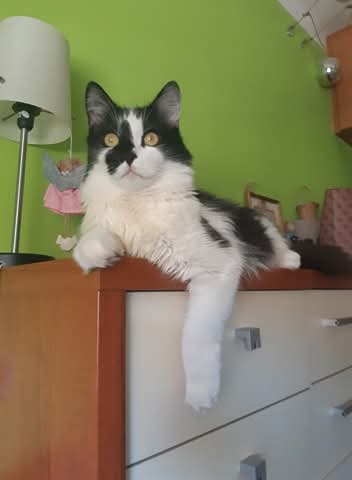 Poszukiwany kot Puszek
