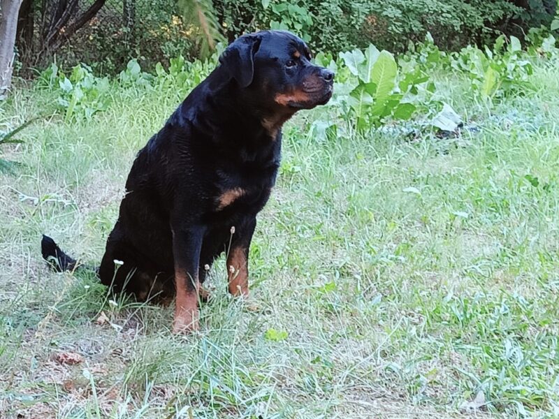 Zaginął Rottweiler ! Nagroda 5 000 PLN !