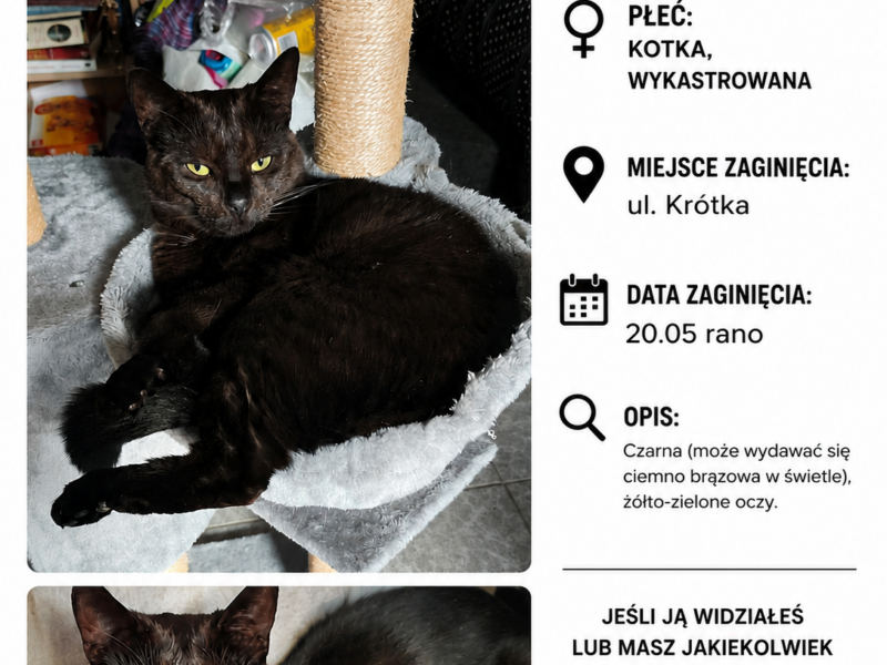 Zaginęła Kotka, Siemianowice Śląskie