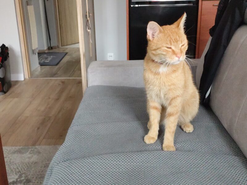 Zaginął rudy kocur Garfield