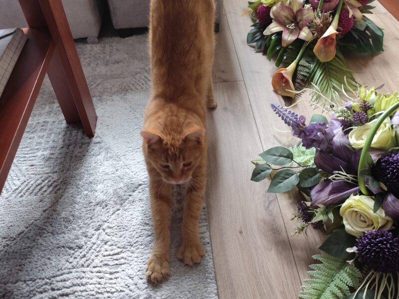 Zaginął rudy kocur Garfield