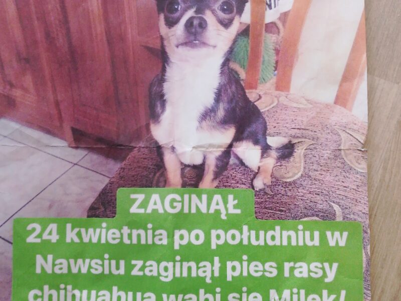 Zaginął piesek Miluś