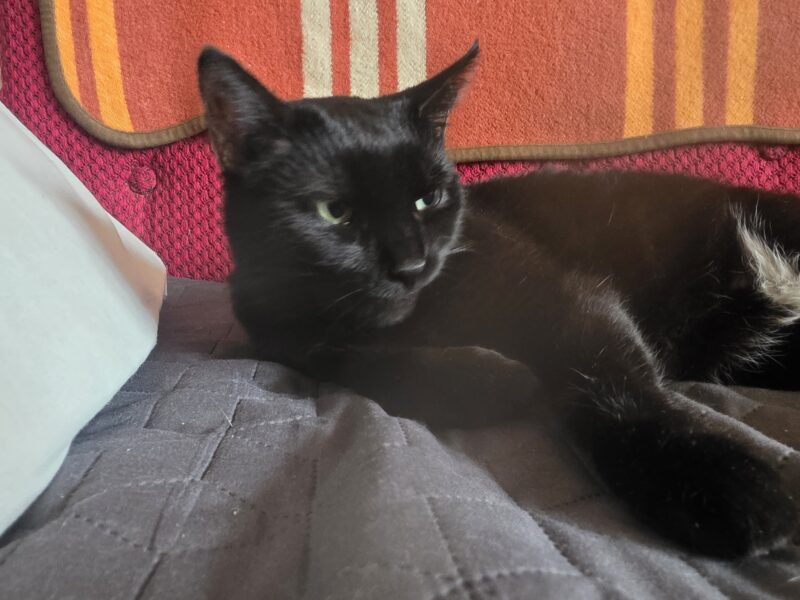 Zaginęła czarna kotka Klementyna