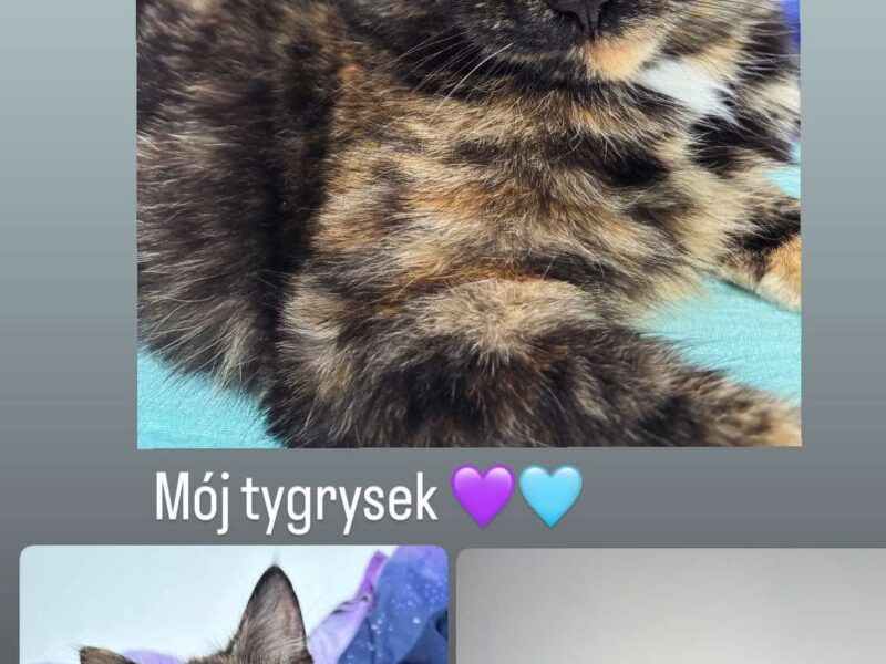 Zaginięcie kociczki Kiwi