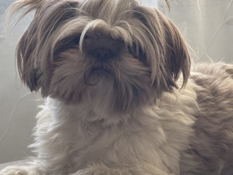 Zaginęła Sunia Shih-tzu