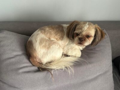 Zaginęła Sunia Shih-tzu