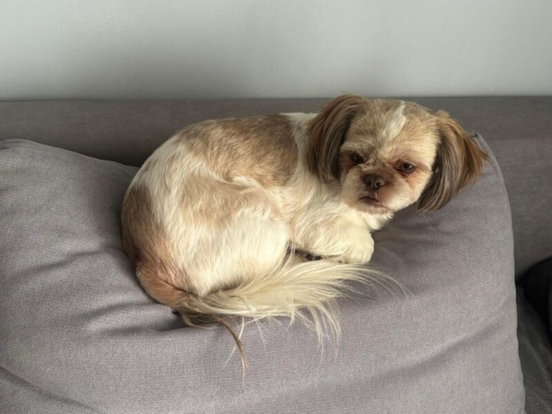 Zaginęła Sunia Shih-tzu
