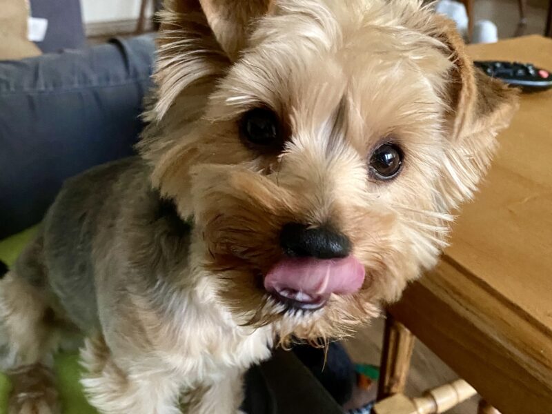Zaginęła sunia Yorkshire terrier