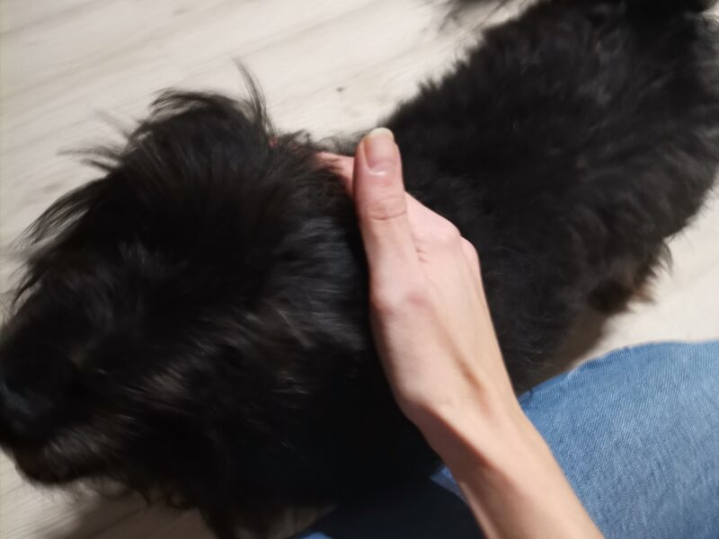Reksio poszukiwany zaginął w Chojno-Młyn