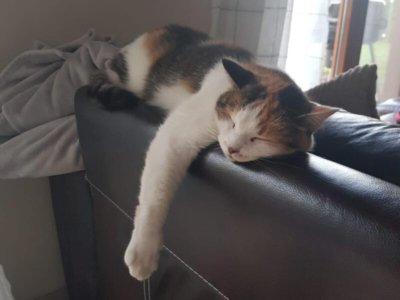 POSZUKIWANA Kicia Bella
