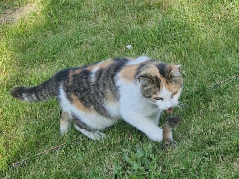 POSZUKIWANA Kicia Bella
