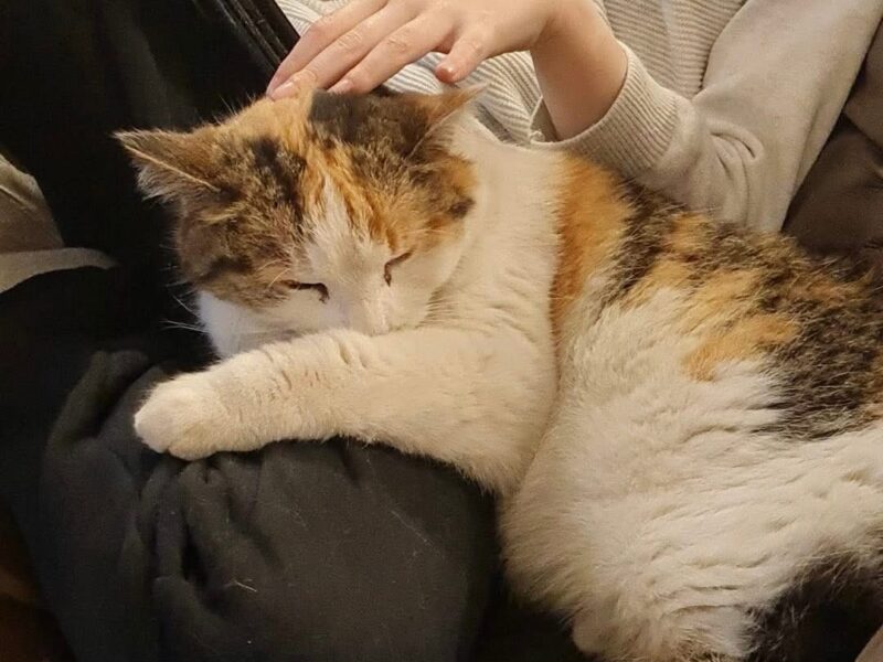 POSZUKIWANA Kicia Bella