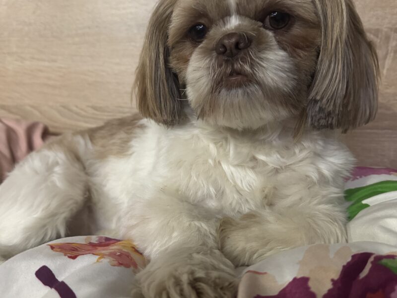 Zaginęła Sunia Shih-tzu
