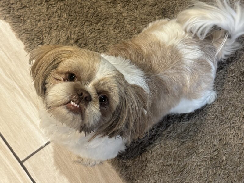 Zaginęła Sunia Shih-tzu