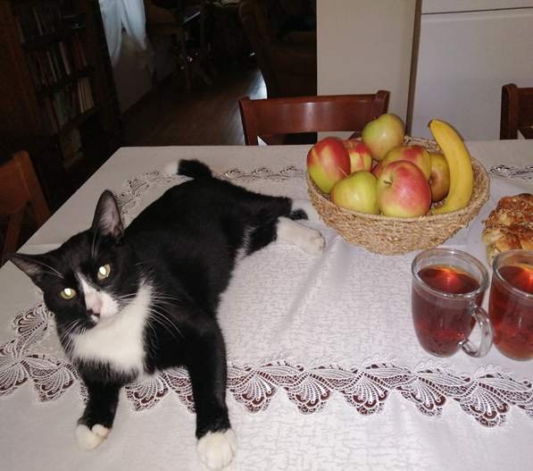 Zaginął kocurek Sebastian