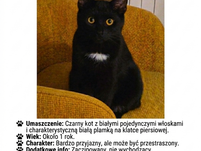 ZAGINĄŁ KOTEK NYX