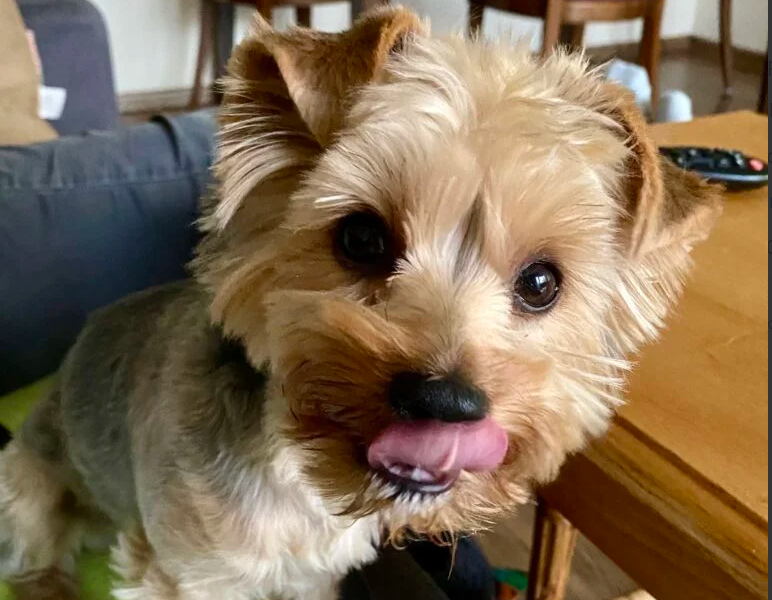 Zaginęła sunia Yorkshire terrier