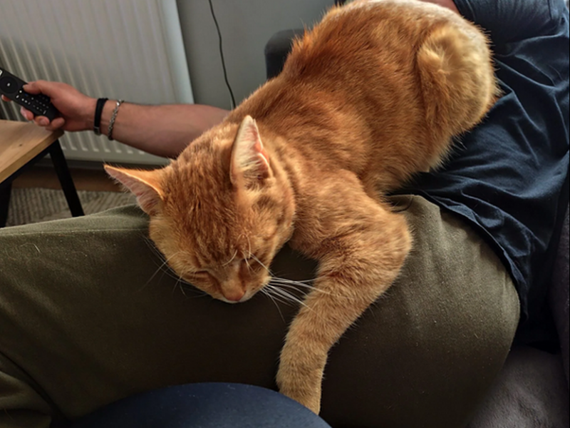 Zaginął rudy kocur Garfield