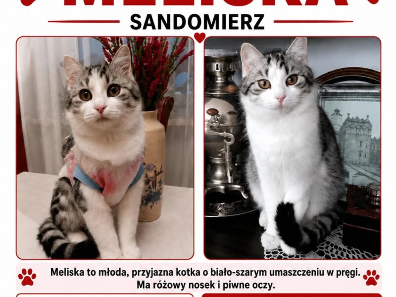 Zaginęła kotka Meliska Sandomierz i okolice!