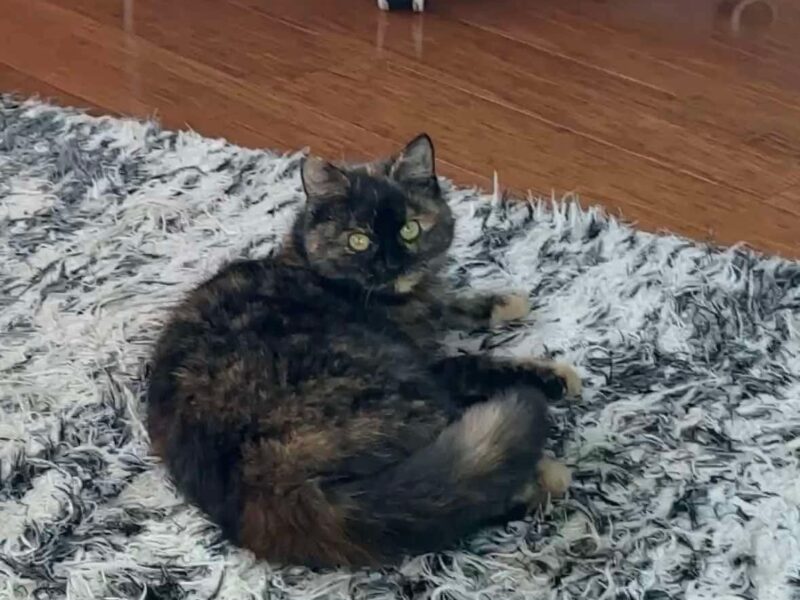 Zaginięcie kociczki Kiwi