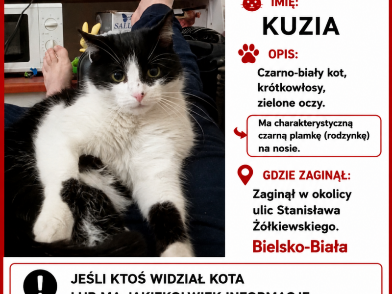 Zaginął Kot Kuzia