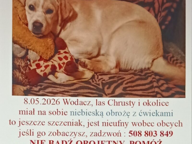 Pomóż Karmelowi wróć do domu