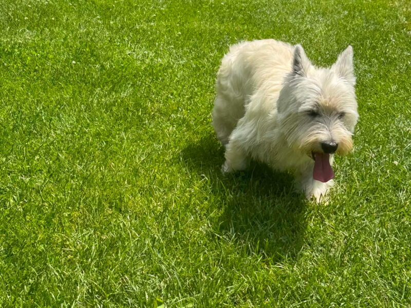 Zaginęła suczka west white terrier