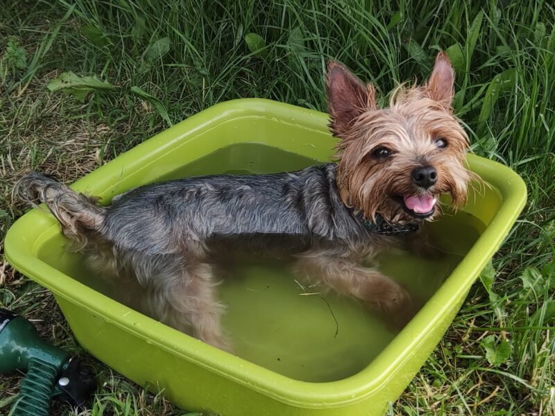 Zaginął mały Yorkshire terrier