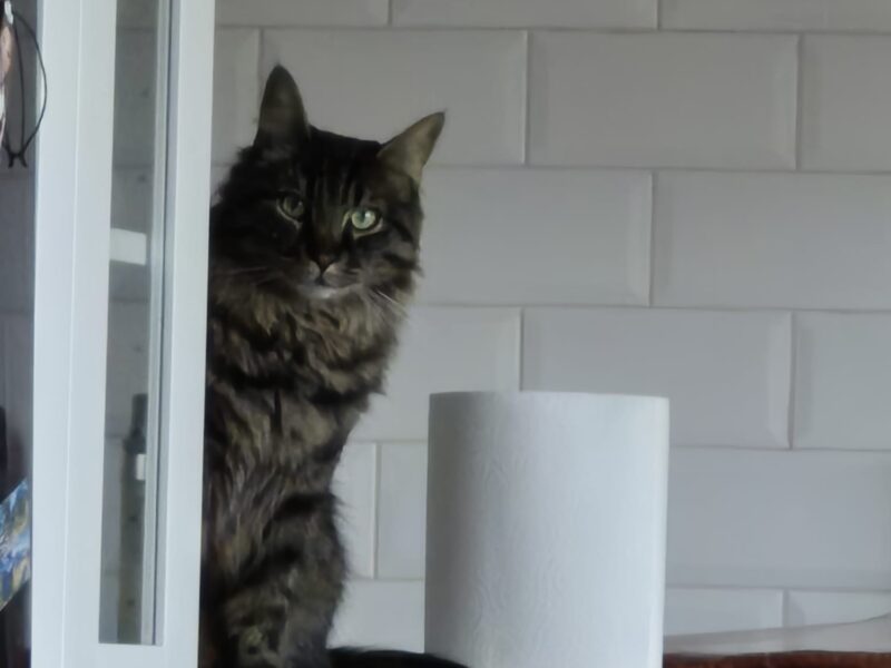 Zaginął 🐈 Zielonka koło Warszawy