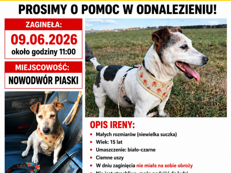 Zaginęła sunia Irena !